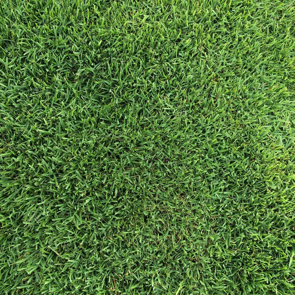 Close-up of premium zoysia grass blades