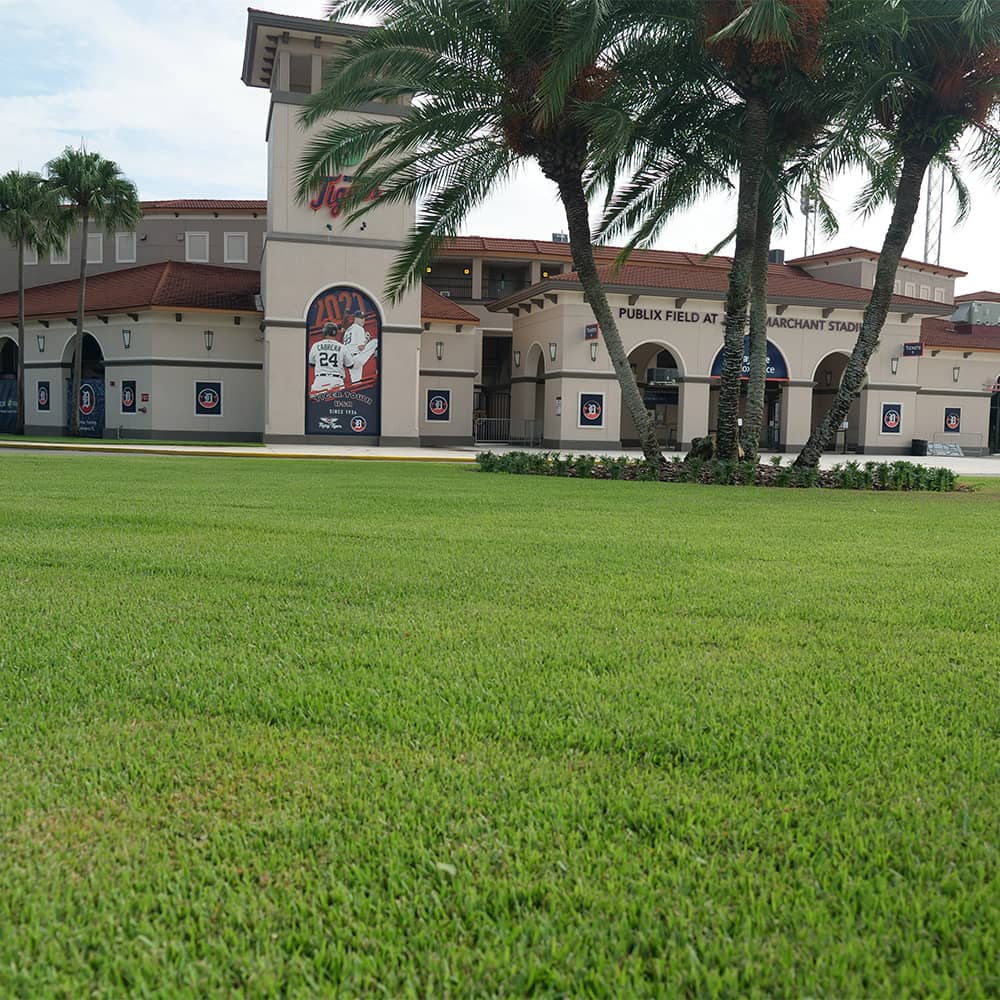 Professional zoysia turf installation at a commercial property